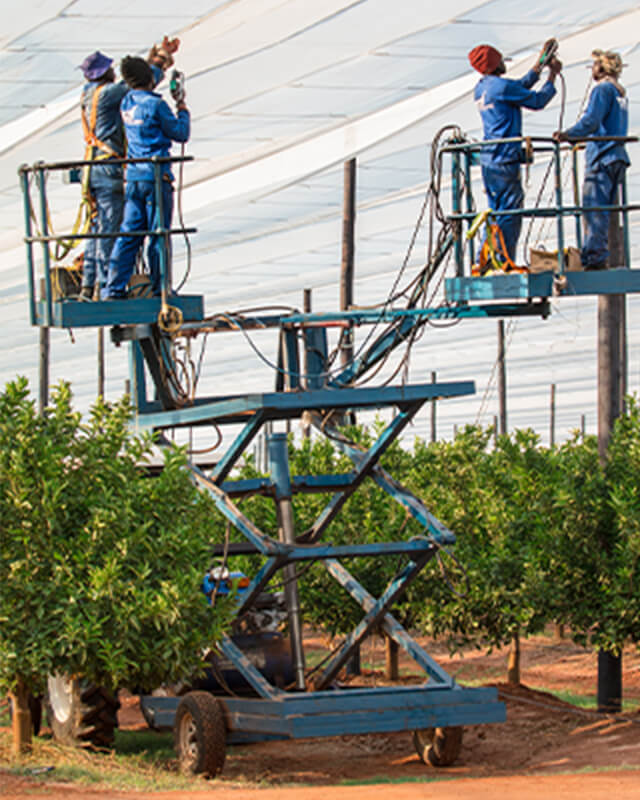 Lifting device with workers tightening shock cord netting over citrus crop 